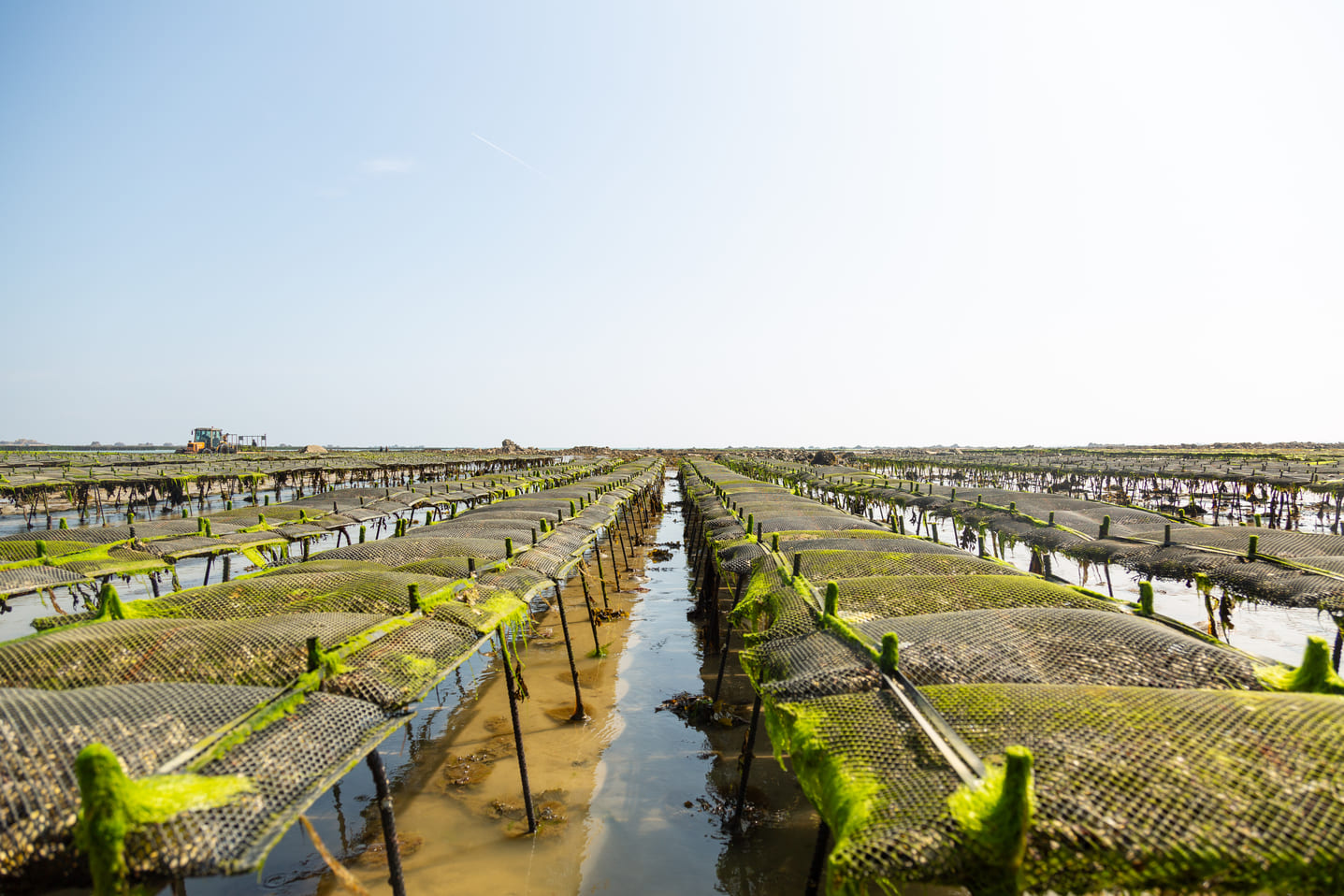 Huîtres Quéré – Coquillages du Sillon, une huître authentique