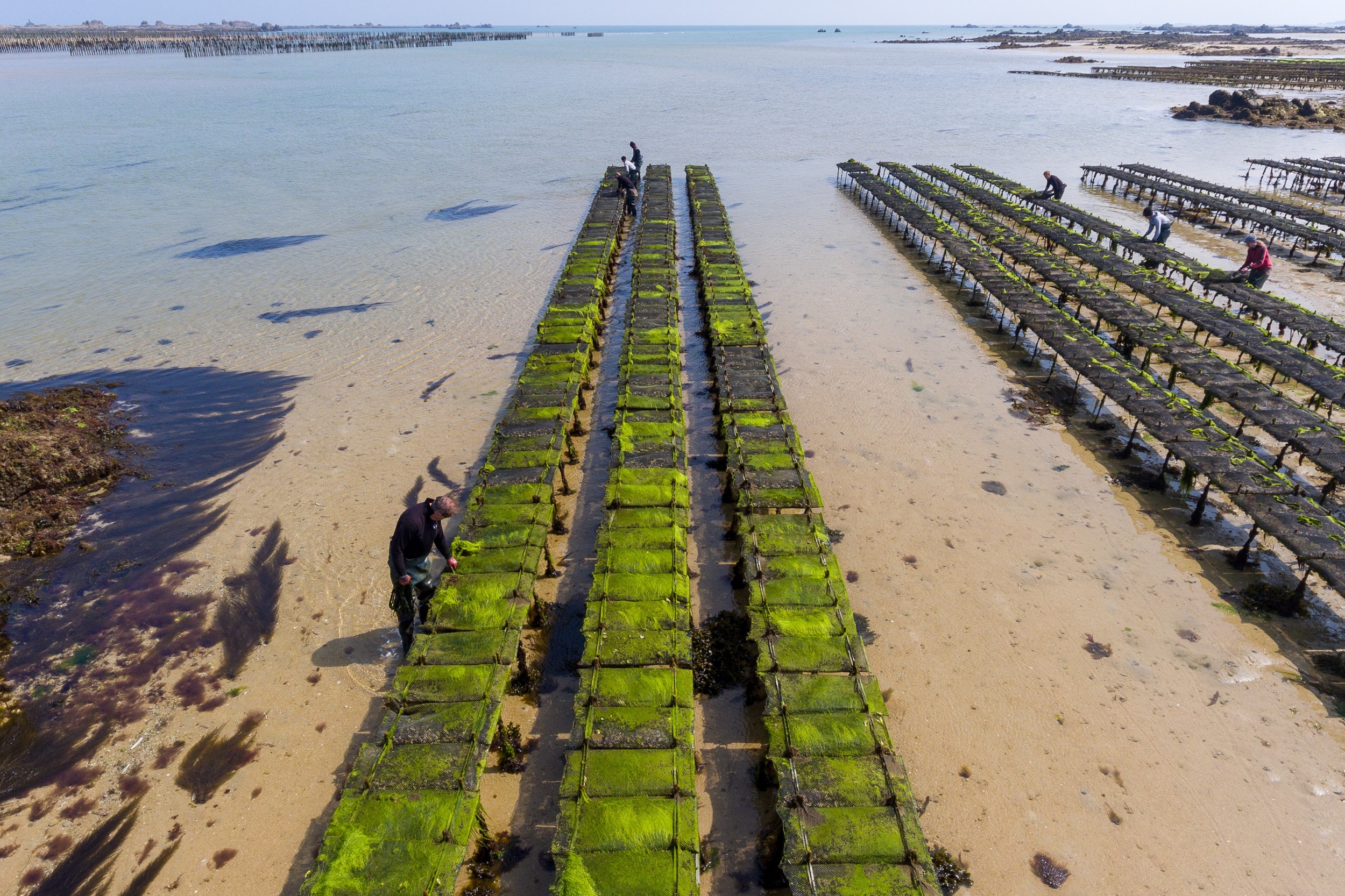 Huîtres Quéré – Coquillages du Sillon, une huître authentique
