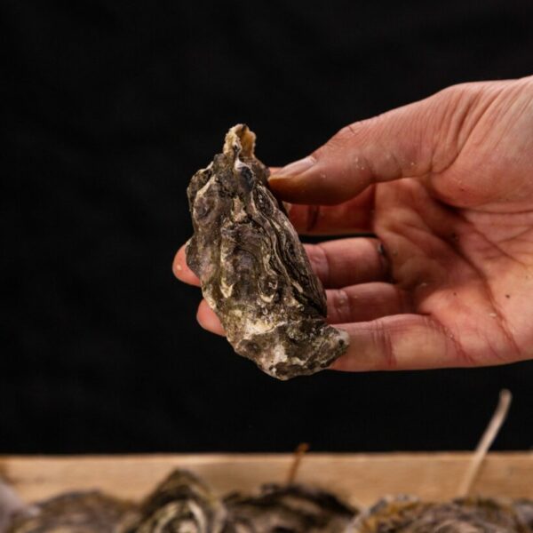 Huître Fine N°4 - Essence Marine