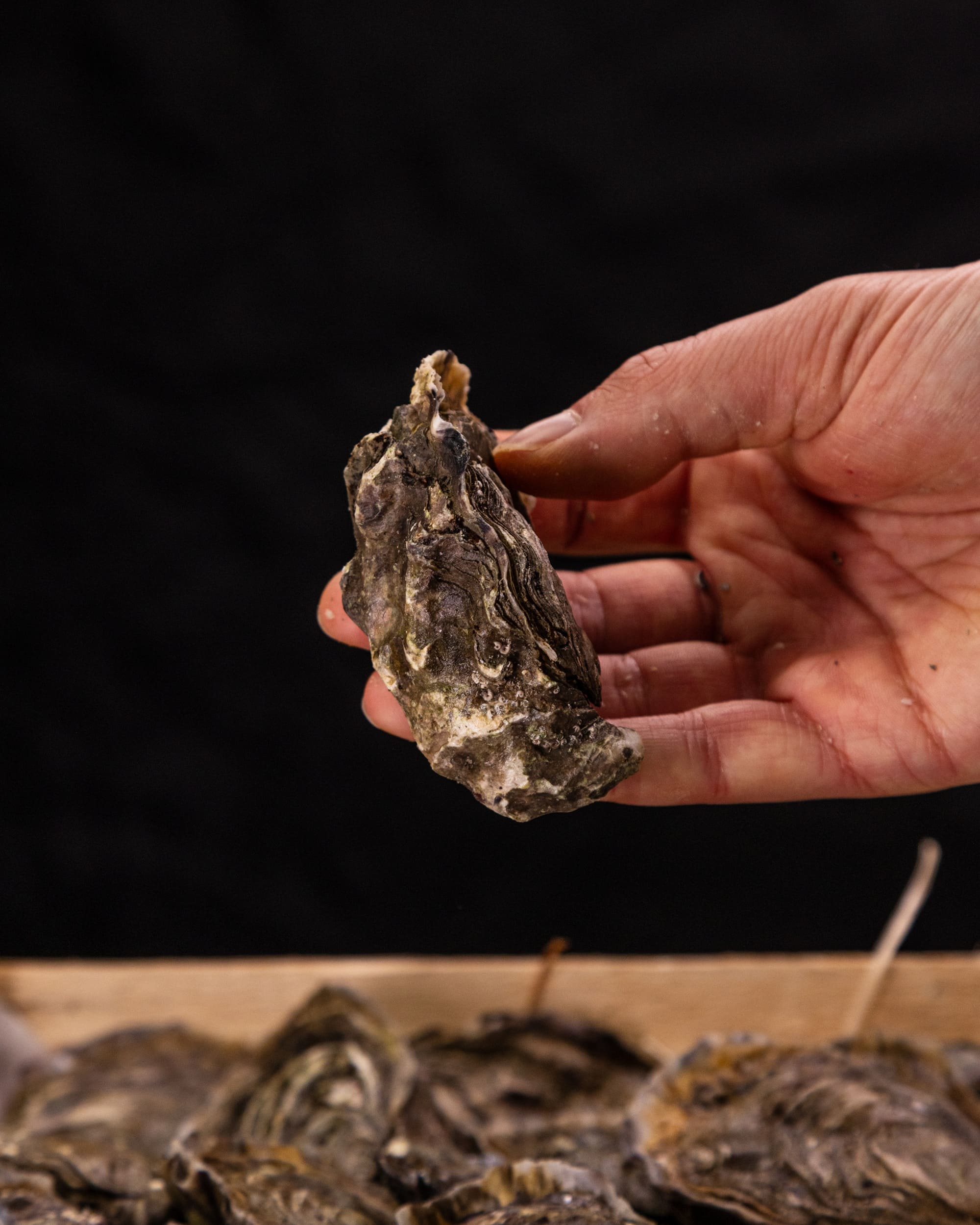 Huître Fine N°4 - Essence Marine