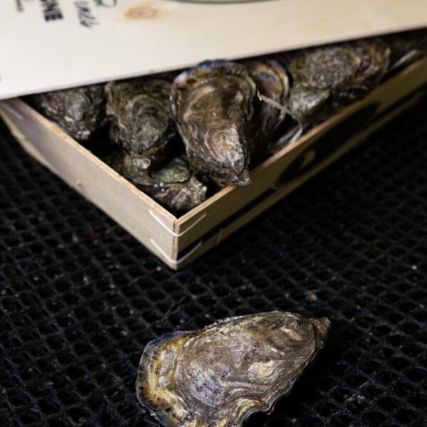 Huître Fine N°2 - Onctuosité Marine