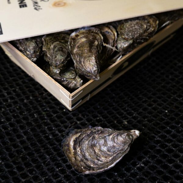 Huître Fine N°3 - Âme Marine