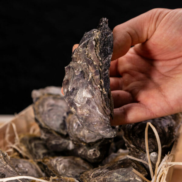 Huître Spéciale N°2 - LA CAPRICIEUSE