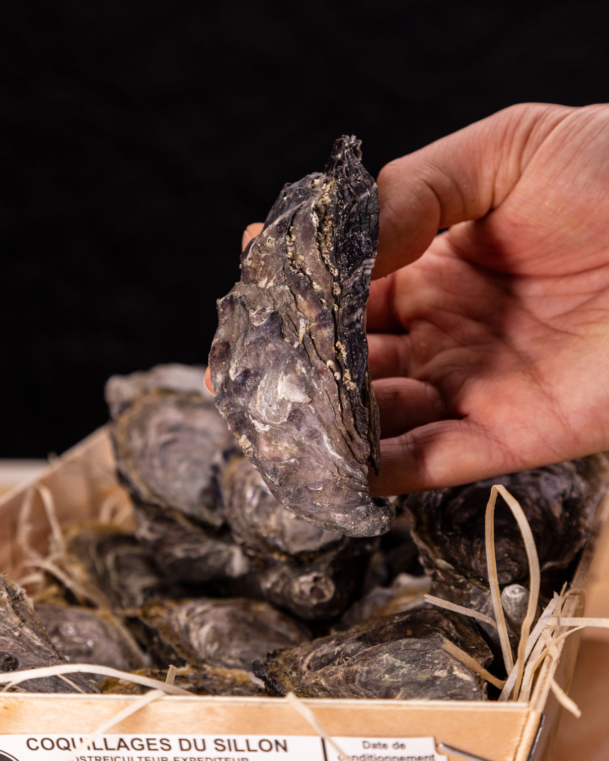 Huître Spéciale N°2 - LA CAPRICIEUSE