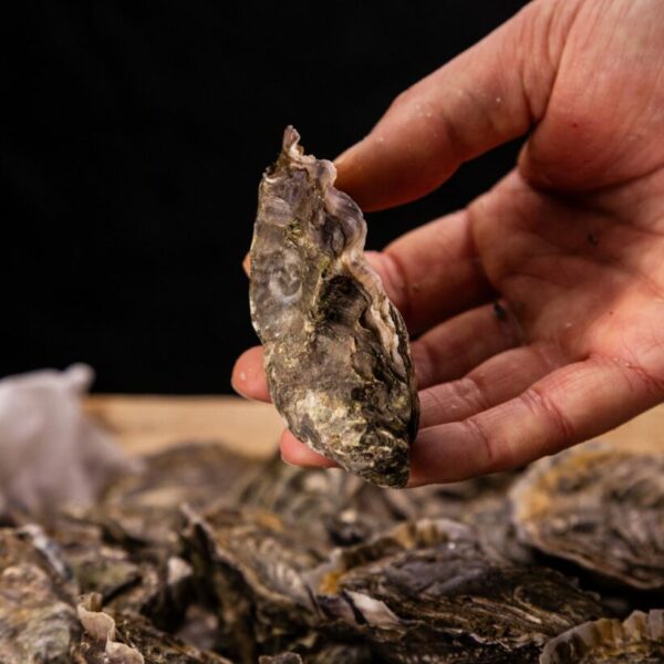 Huître Fine N°3 - Âme Marine