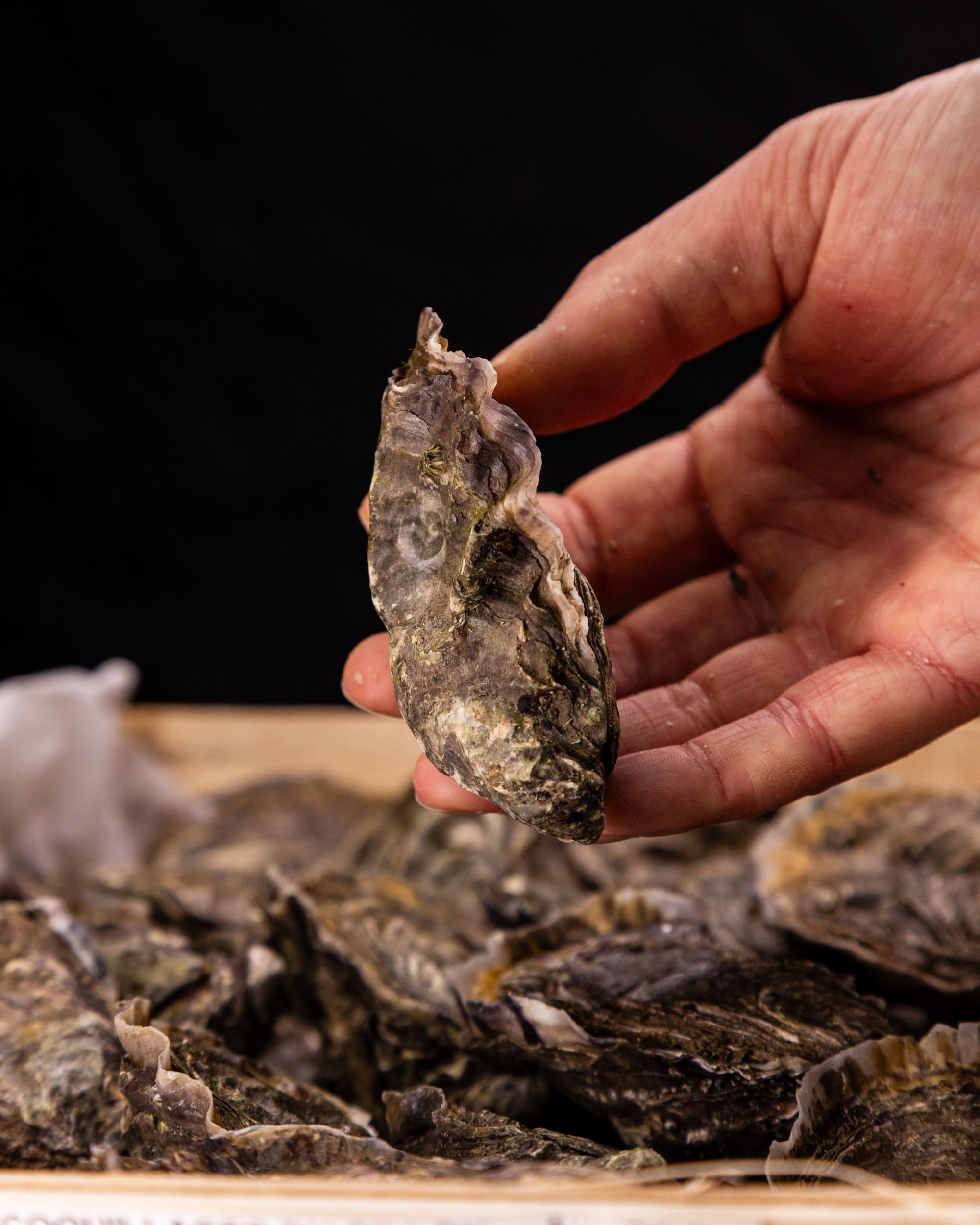 Huître Fine N°3 - Âme Marine