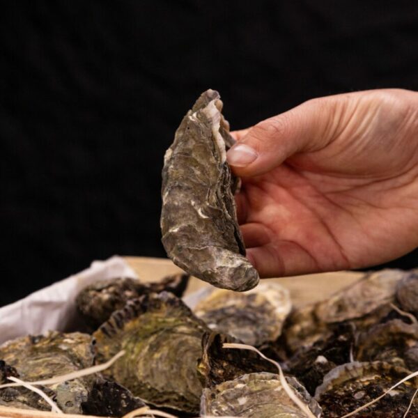 Huître Fine N°2 - Onctuosité Marine