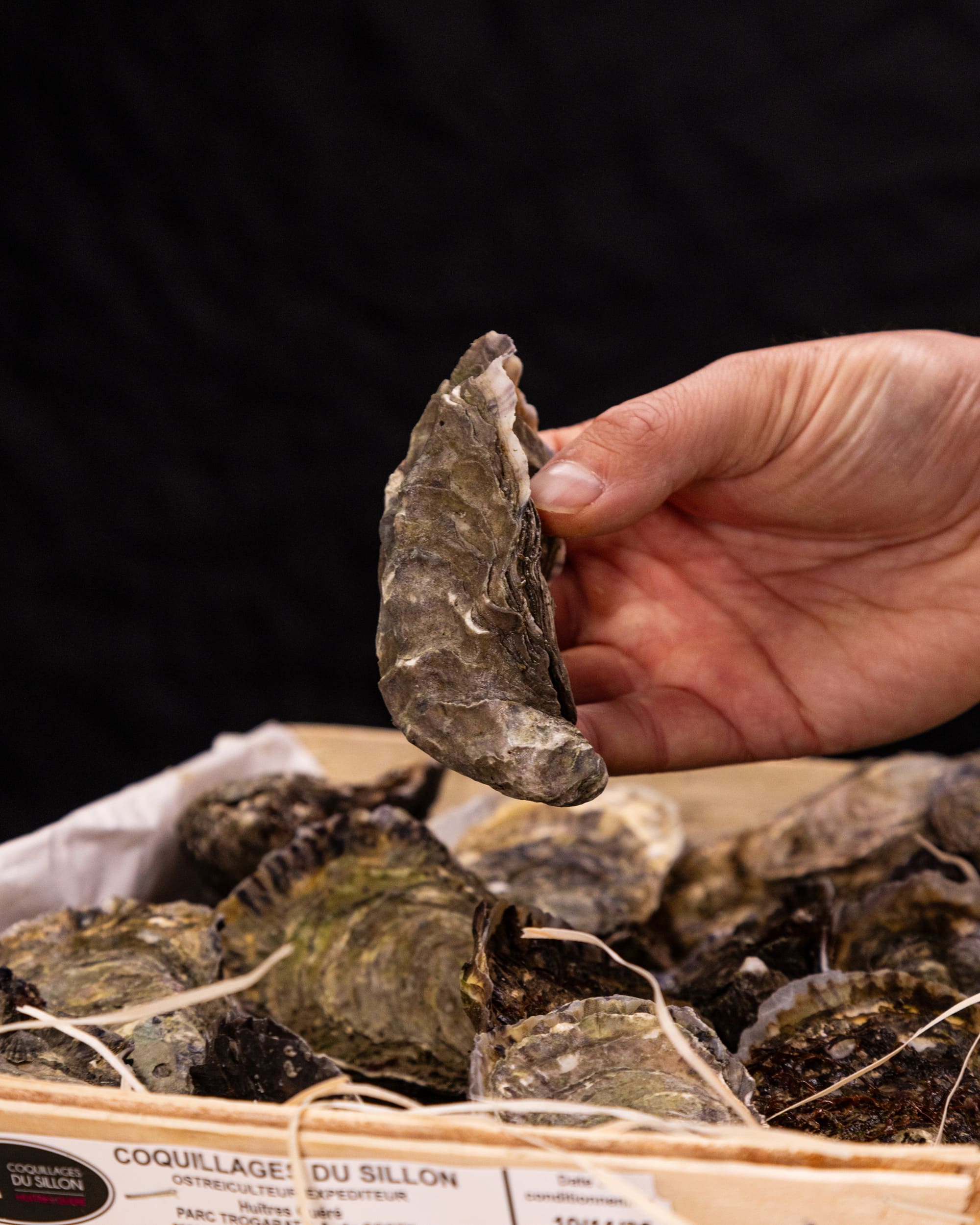 Huître Fine N°2 - Onctuosité Marine